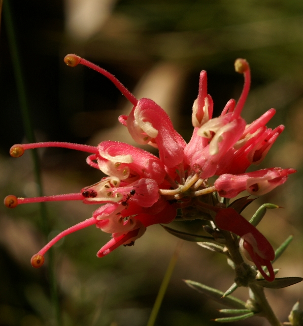 Grevillea lavandulacea